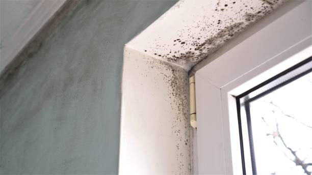 Office Mold Removal Services in La Plata, MO