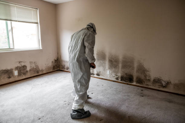 Attic Mold Removal in La Plata, MO