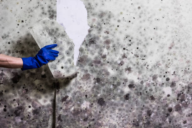 Best Certified Mold Removal  in La Plata, MO